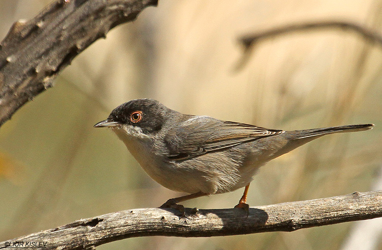 Sardinian Warbler  Sylvia melanocephala ,                                          Wadi Rosh Pina 01-12-11 Lior Kislev